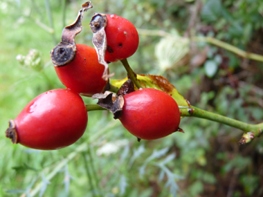 Fruits rouges à maturité appelés cynorrhodons. Agrandir dans une nouvelle fenêtre (ou onglet)